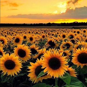 Meet your Posher, Mattie